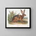 Californian Hare size natural - John Woodhouse Audubon — framed artwork on a wall