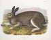 Polar Hare in full size - John Woodhouse Audubon — artwork view
