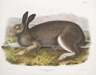 Polar Hare in full size - John Woodhouse Audubon — artwork view