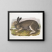 Polar Hare in full size - John Woodhouse Audubon — framed artwork on a wall
