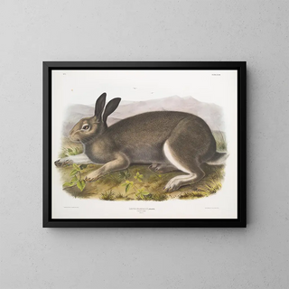Polar Hare in full size - John Woodhouse Audubon — framed artwork on a wall