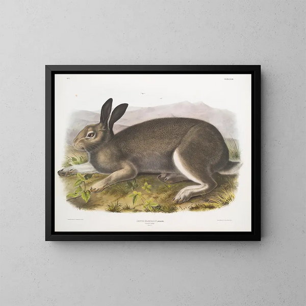 Polar Hare in full size - John Woodhouse Audubon — framed artwork on a wall