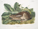 Black-tailed Hare male life-size - John Woodhouse Audubon — artwork view