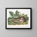 Black-tailed Hare male life-size - John Woodhouse Audubon — framed artwork on a wall