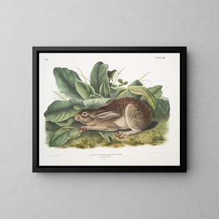 Black-tailed Hare male life-size - John Woodhouse Audubon — framed artwork on a wall