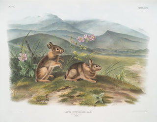 Hare of Nuttall male life size - John Woodhouse Audubon — artwork view