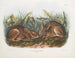 Marsh Hare in Natural Size - John Woodhouse Audubon — artwork view