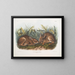 Marsh Hare in Natural Size - John Woodhouse Audubon — framed artwork on a wall