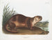 Canadian Otter male - John Woodhouse Audubon — artwork view