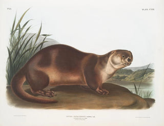 Canadian Otter male - John Woodhouse Audubon — artwork view