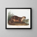 Canadian Otter male - John Woodhouse Audubon — framed artwork on a wall