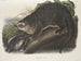 Canadian Otter size reproduction - John Woodhouse Audubon — artwork view