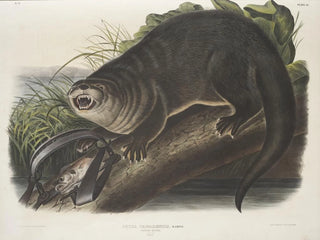 Canadian Otter size reproduction - John Woodhouse Audubon — artwork view