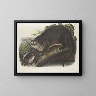Canadian Otter size reproduction - John Woodhouse Audubon — framed artwork on a wall