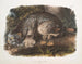 Lynx du Canada mâle - John Woodhouse Audubon — artwork view