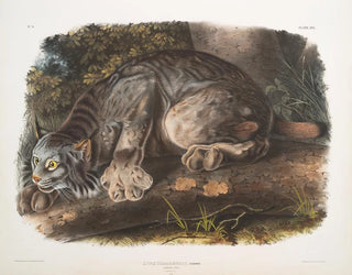 Lynx du Canada mâle - John Woodhouse Audubon — artwork view