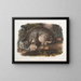 Lynx du Canada mâle - John Woodhouse Audubon — framed artwork on a wall