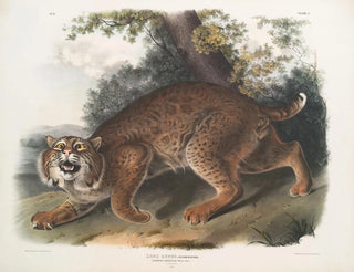Lynx roux - John Woodhouse Audubon — artwork view