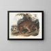 Lynx roux - John Woodhouse Audubon — framed artwork on a wall