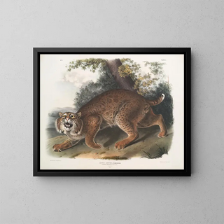 Lynx roux - John Woodhouse Audubon — framed artwork on a wall