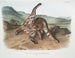 Lynx roux var. maculatus femelle du Texas - John Woodhouse Audubon — artwork view