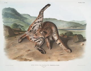 Lynx roux var. maculatus femelle du Texas - John Woodhouse Audubon — artwork view