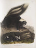 Mephitis Americana Mouffette américaine commune Taille naturelle Femelle - John Woodhouse Audubon — artwork view