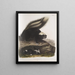 Mephitis Americana Mouffette américaine commune Taille naturelle Femelle - John Woodhouse Audubon — framed artwork on a wall