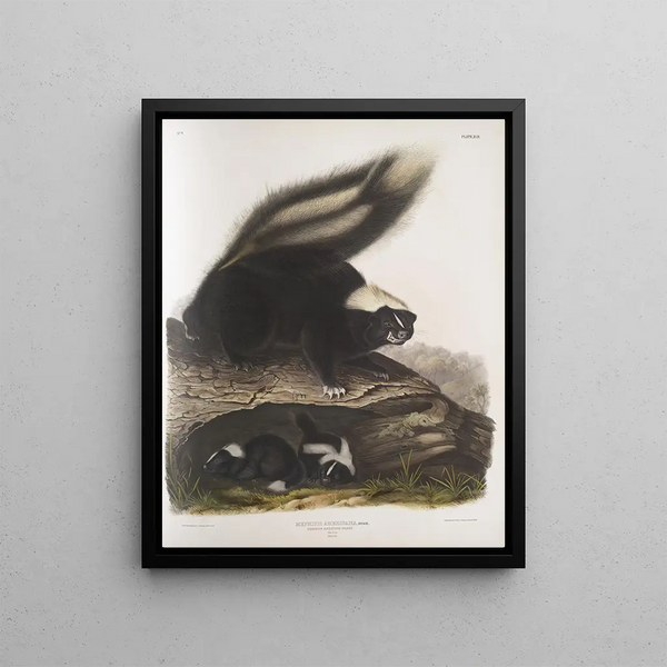 Mephitis Americana Mouffette américaine commune Taille naturelle Femelle - John Woodhouse Audubon — framed artwork on a wall