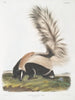 Mephitis macroura Male large tail size natural - John Woodhouse Audubon — artwork view