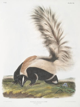 John Woodhouse Audubon - Mephitis macroura Largetailed Skunk Male Natural size.webp