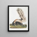 Mephitis macroura Male large tail size natural - John Woodhouse Audubon — framed artwork on a wall