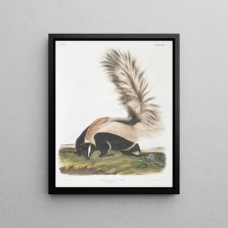 John Woodhouse Audubon - Mephitis macroura Largetailed Skunk Male Natural size.webp