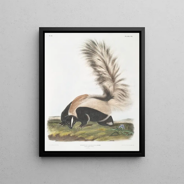 Mephitis macroura Male large tail size natural - John Woodhouse Audubon — framed artwork on a wall