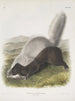 Mephitis mesoleuca Texas skunk Natural size - John Woodhouse Audubon — artwork view