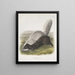 Mephitis mesoleuca Texas skunk Natural size - John Woodhouse Audubon — framed artwork on a wall