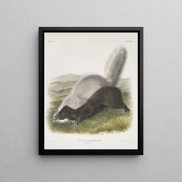 Mephitis mesoleuca Texas skunk Natural size - John Woodhouse Audubon — framed artwork on a wall