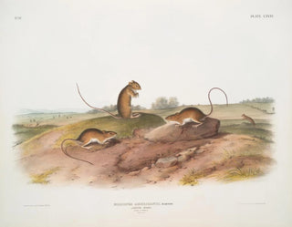 Mouse jumping American male and female at life size - John Woodhouse Audubon — artwork view