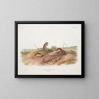 Mouse jumping American male and female at life size - John Woodhouse Audubon — framed artwork on a wall
