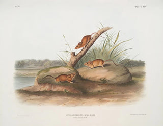Mouse orange Mus aureolus size natural - John Woodhouse Audubon — artwork view
