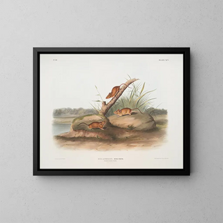 Mouse orange Mus aureolus size natural - John Woodhouse Audubon — framed artwork on a wall