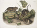 Brown rat or Norwegian rat life-size male female young - John Woodhouse Audubon — artwork view