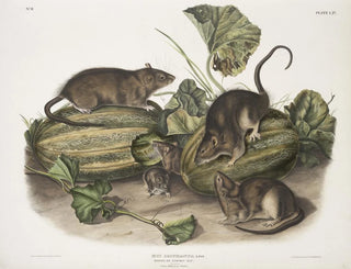 Brown rat or Norwegian rat life-size male female young - John Woodhouse Audubon — artwork view