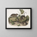 Brown rat or Norwegian rat life-size male female young - John Woodhouse Audubon — framed artwork on a wall