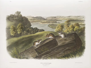 Mouse with white paws Natural size Male, female and young - John Woodhouse Audubon — artwork view