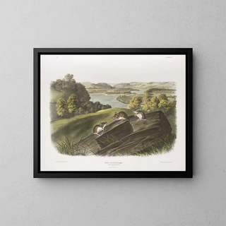 Mouse with white paws Natural size Male, female and young - John Woodhouse Audubon — framed artwork on a wall