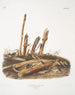 Mus minimus, petite souris des moissons, mâles et femelles, taille naturelle - John Woodhouse Audubon — artwork view