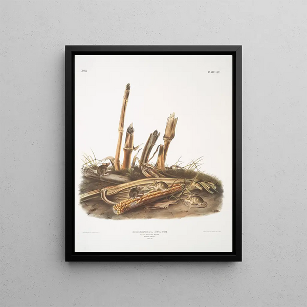 Mus minimus, petite souris des moissons, mâles et femelles, taille naturelle - John Woodhouse Audubon — framed artwork on a wall