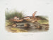 Missouri Mouse at Life Size - John Woodhouse Audubon — artwork view