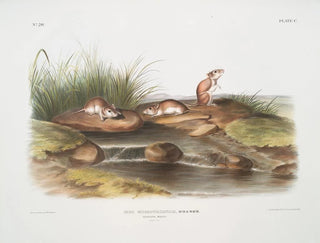Missouri Mouse at Life Size - John Woodhouse Audubon — artwork view